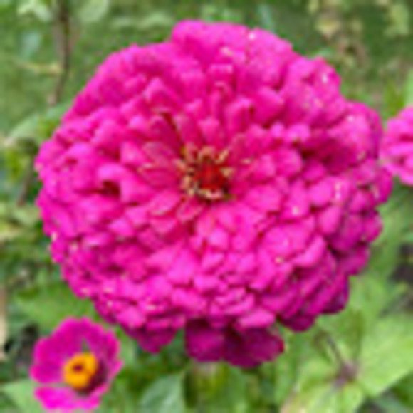 Meet your Posher, Elly - Picture 1 of 1